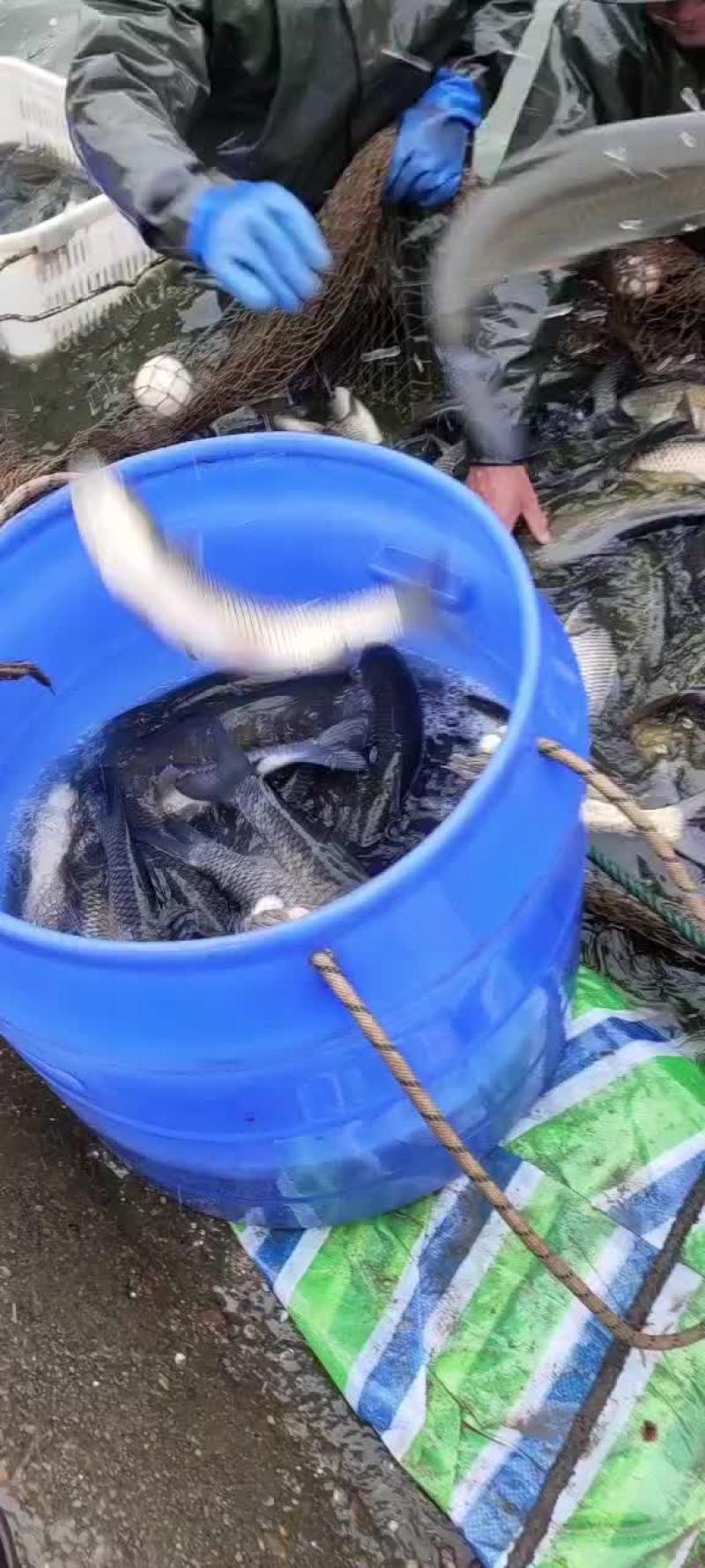 各规格草鱼苗，大小10公分至3斤的苗，放心下塘