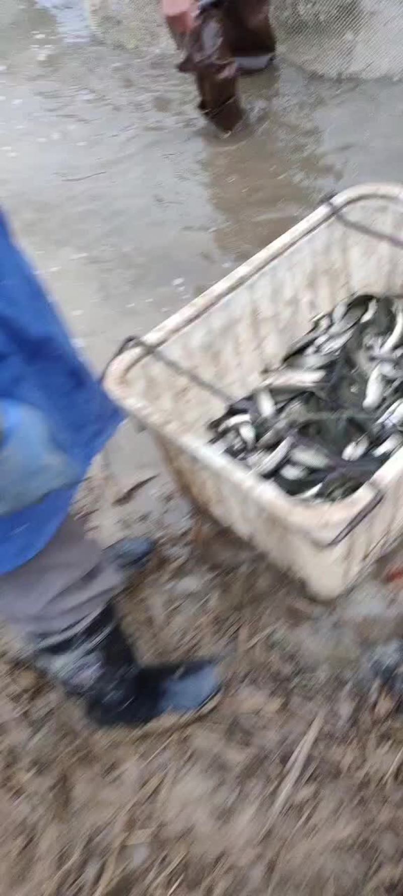 各规格草鱼苗，大小10公分至3斤的苗，放心下塘