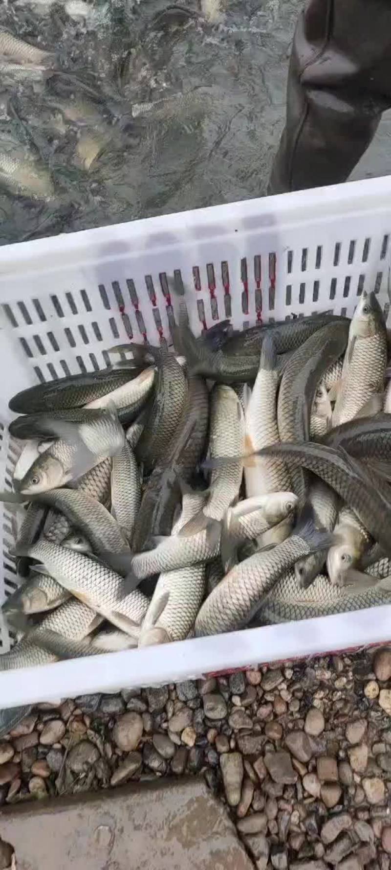各规格草鱼苗，大小10公分至3斤的苗，放心下塘