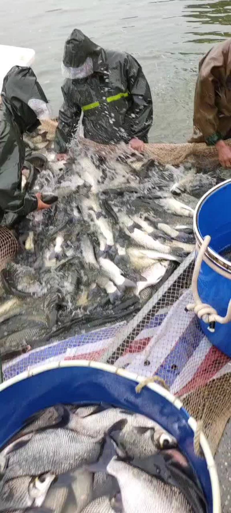 各规格草鱼苗，大小10公分至3斤的苗，放心下塘