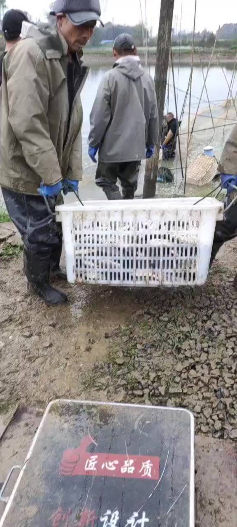 各规格草鱼苗，大小10公分至3斤的苗，放心下塘