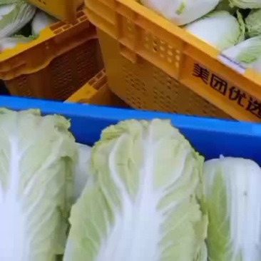 大娃娃菜