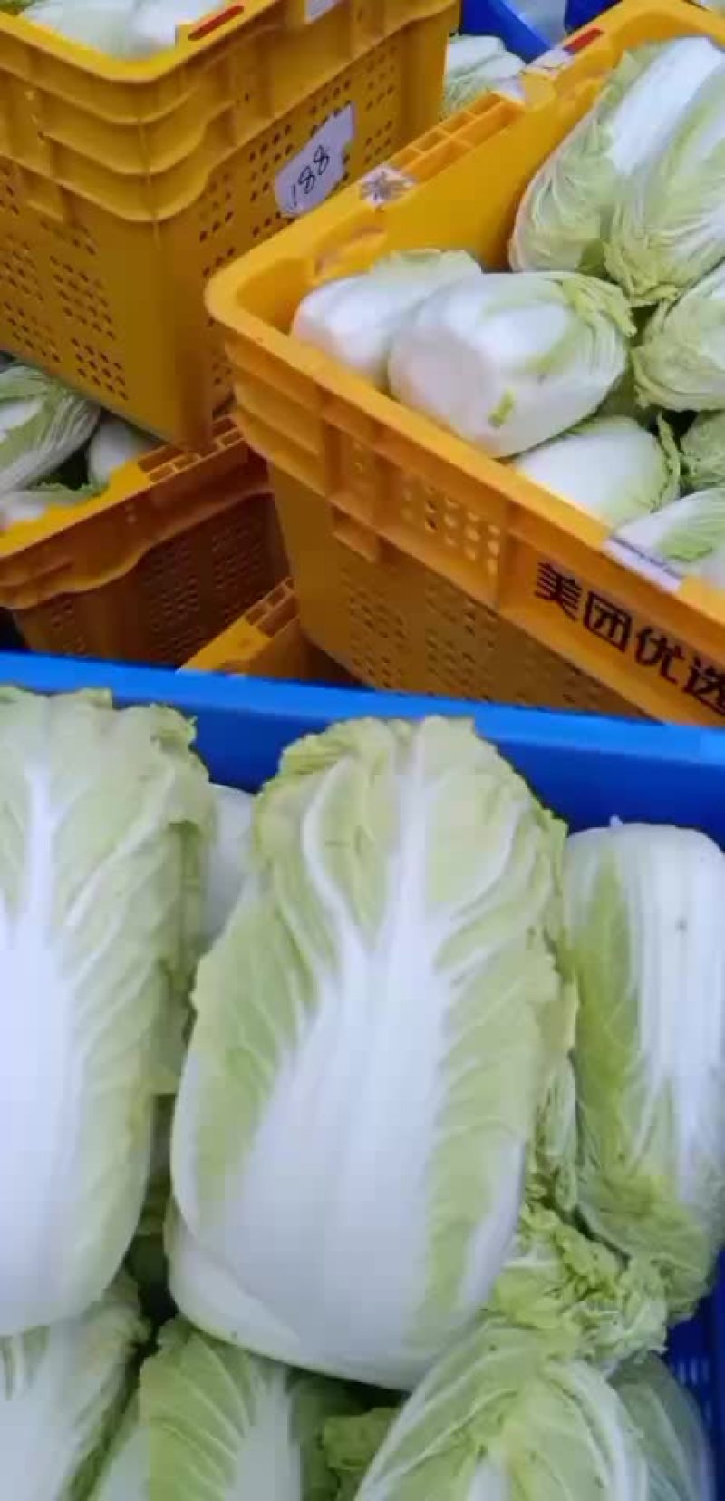 大娃娃菜