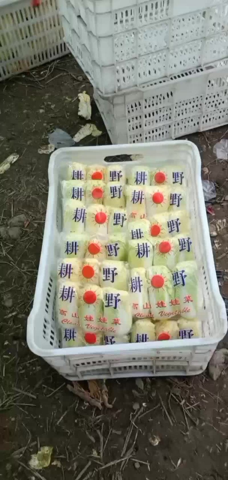 精品小娃娃菜