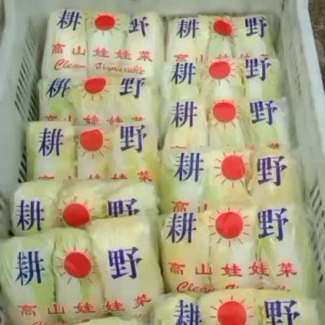 精品小娃娃菜