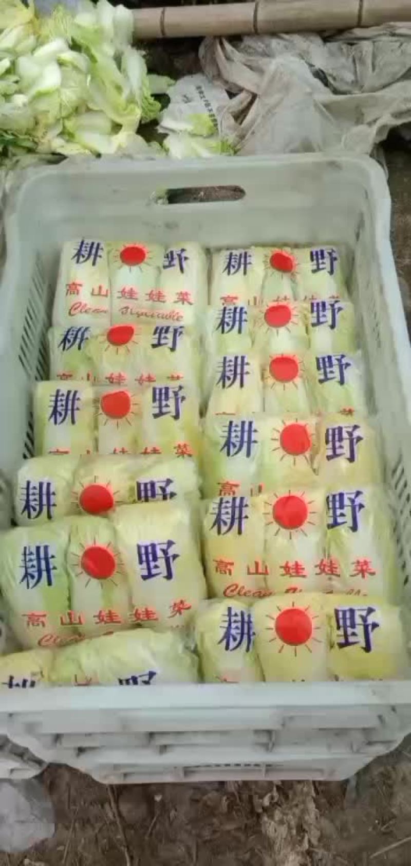 精品小娃娃菜