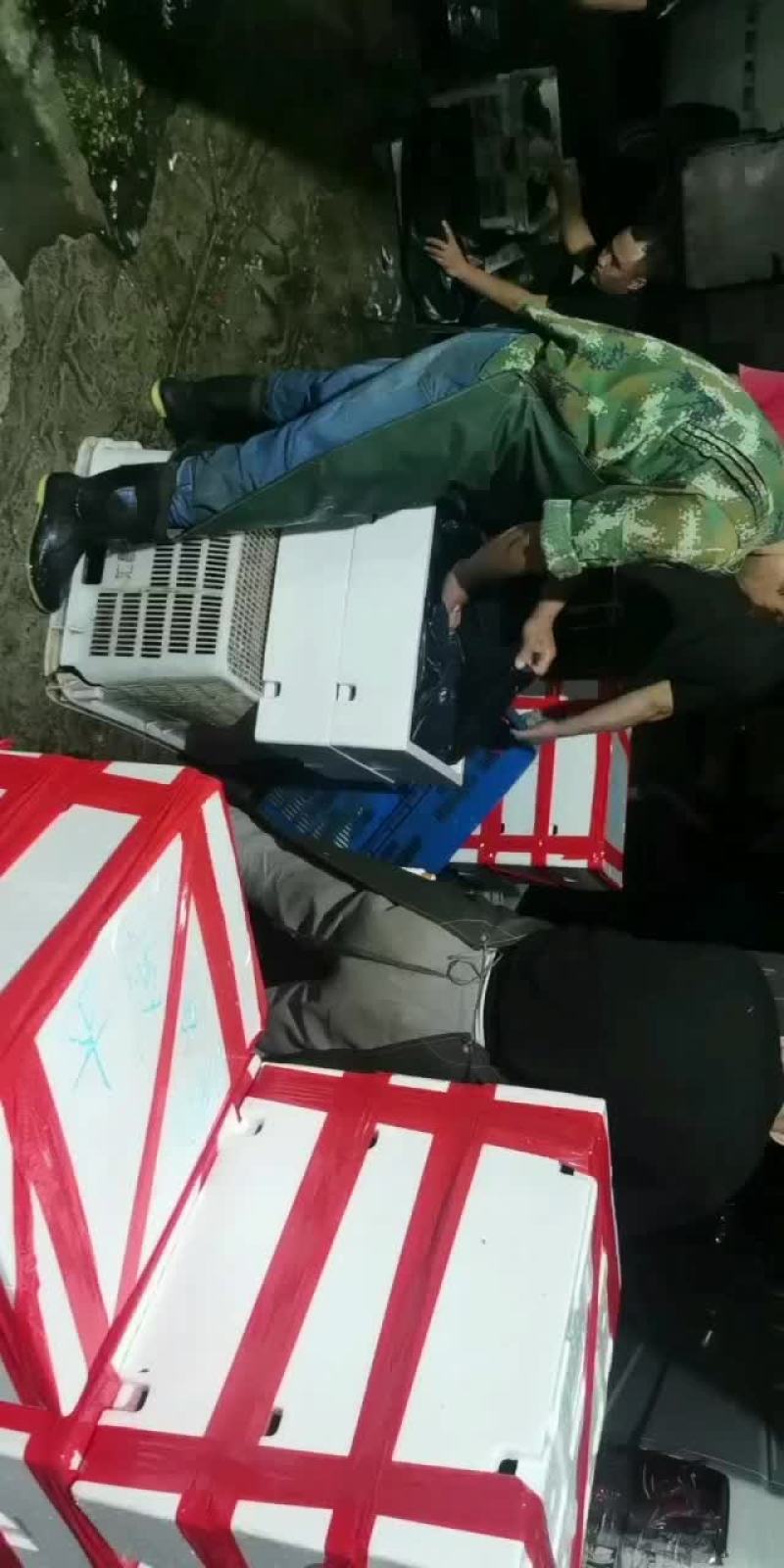 大量批发牛蛙，源头直供，一手货源，货源稳定，欢迎实地考察