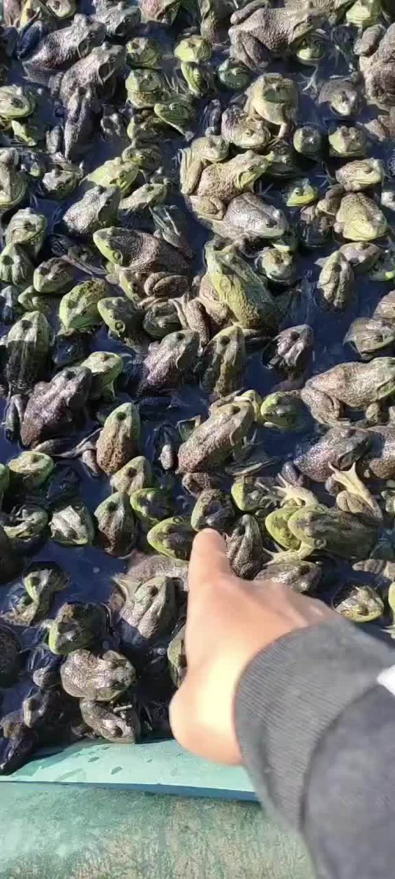 大量批发牛蛙，源头直供，一手货源，货源稳定，欢迎实地考察