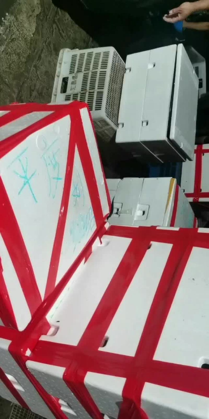 大量批发牛蛙，源头直供，一手货源，货源稳定，欢迎实地考察