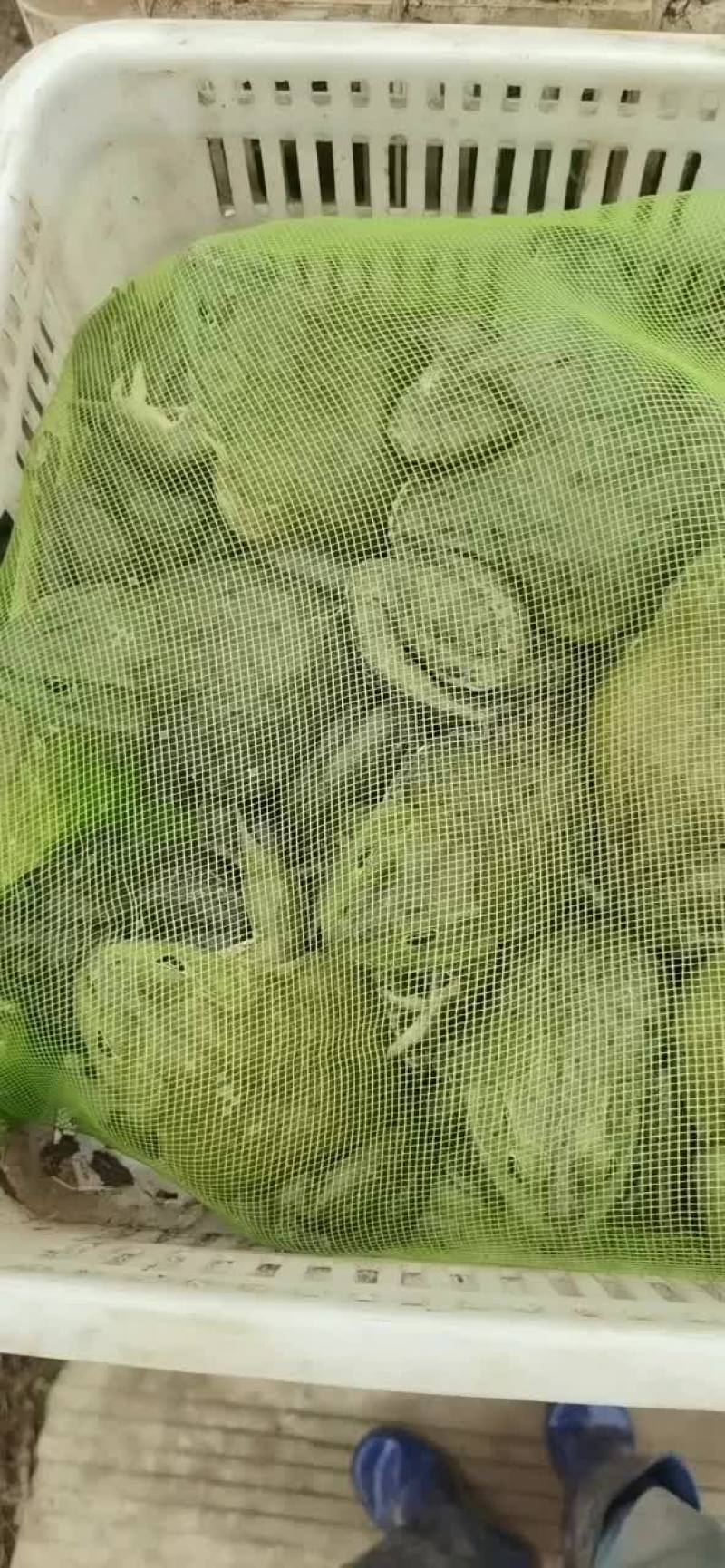 大量批发牛蛙，源头直供，一手货源，货源稳定，欢迎实地考察