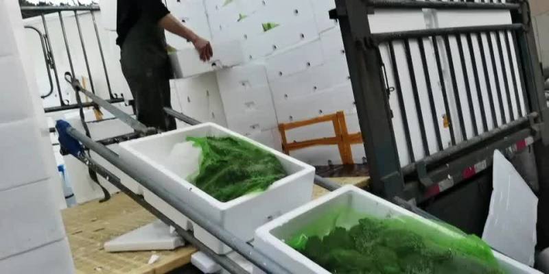 大量批发牛蛙，源头直供，一手货源，货源稳定，欢迎实地考察