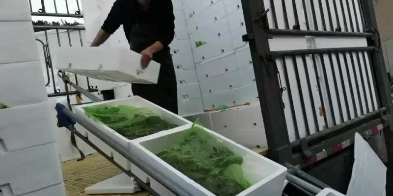 大量批发牛蛙，源头直供，一手货源，货源稳定，欢迎实地考察