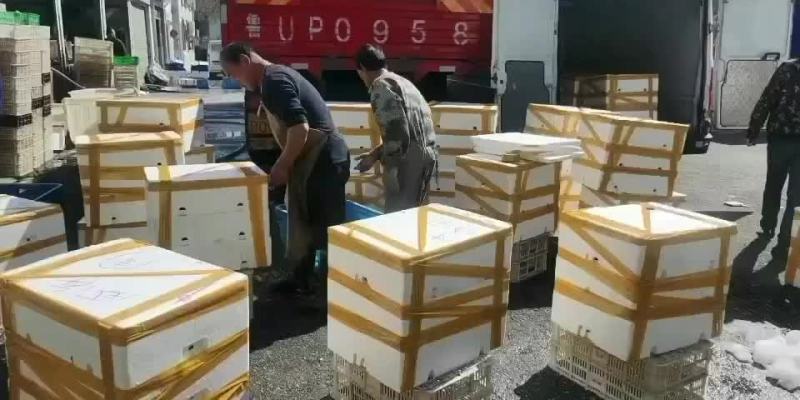 大量批发牛蛙，源头直供，一手货源，货源稳定，欢迎实地考察