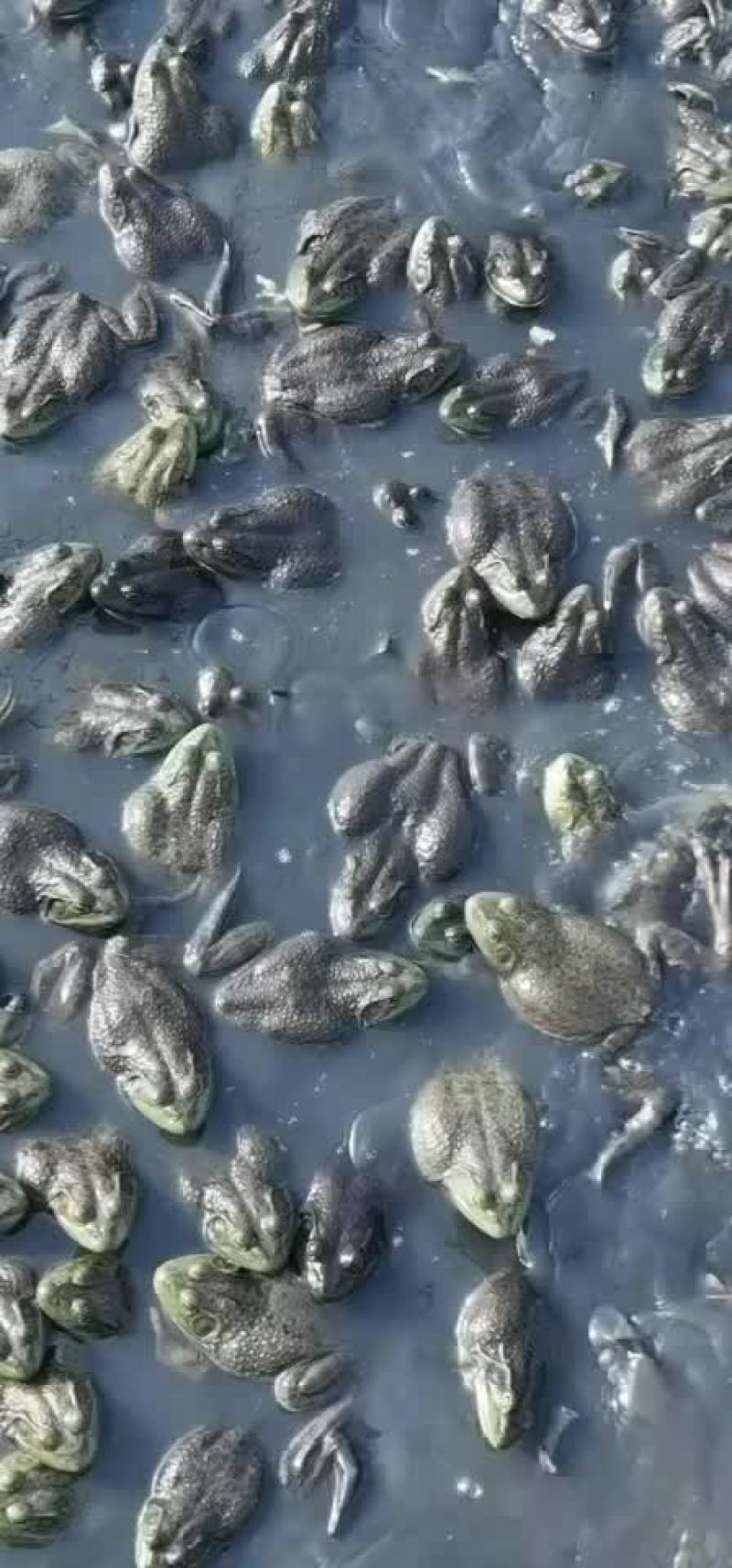 大量批发牛蛙，源头直供，一手货源，货源稳定，欢迎实地考察