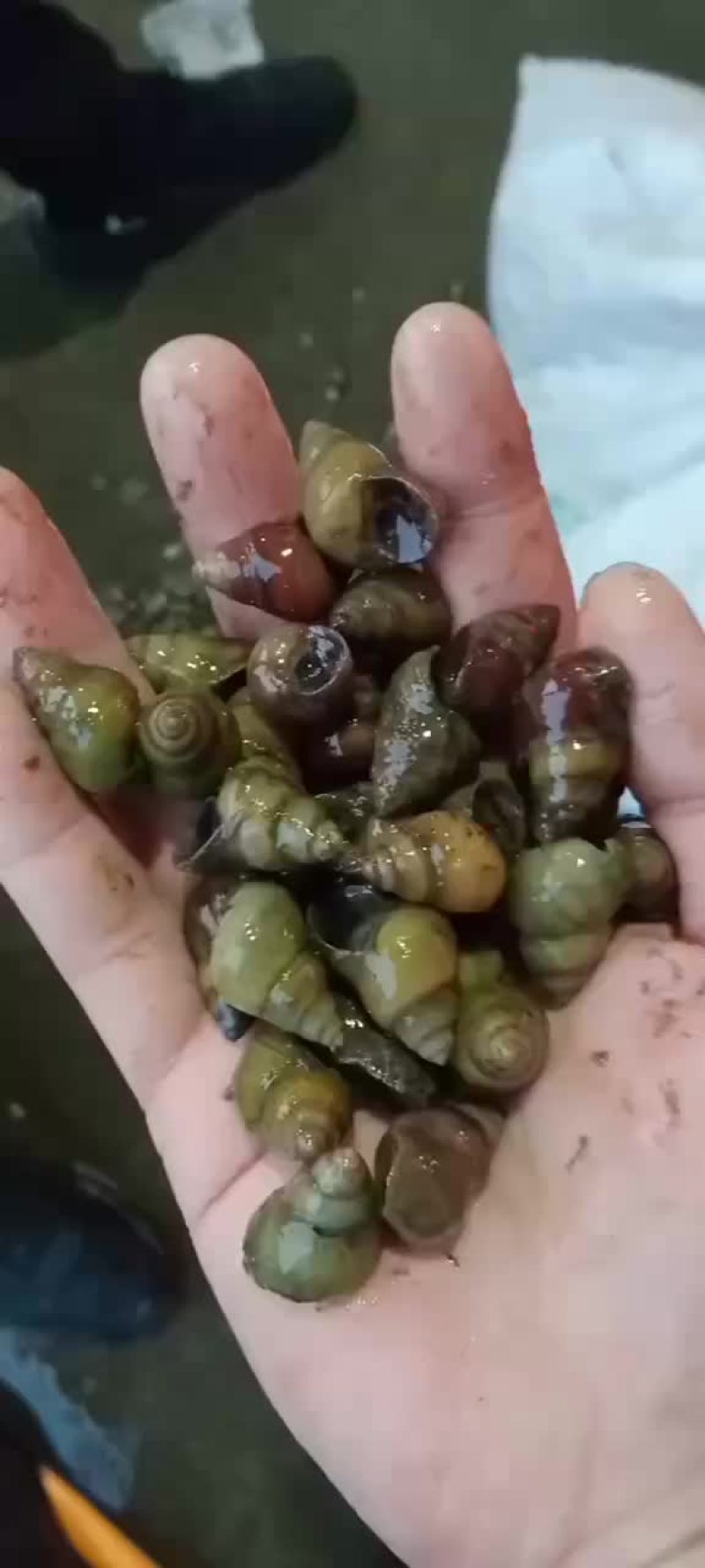 子螺