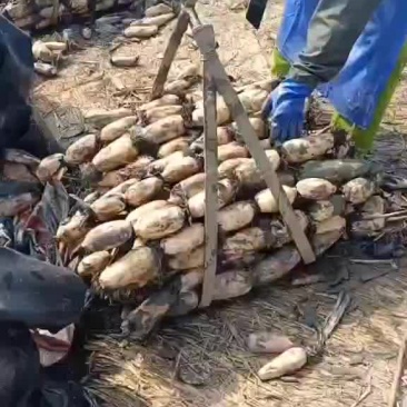 新鲜大地红莲藕盐城建湖上货中，莲藕皮色白嫩个头大藕节圆润