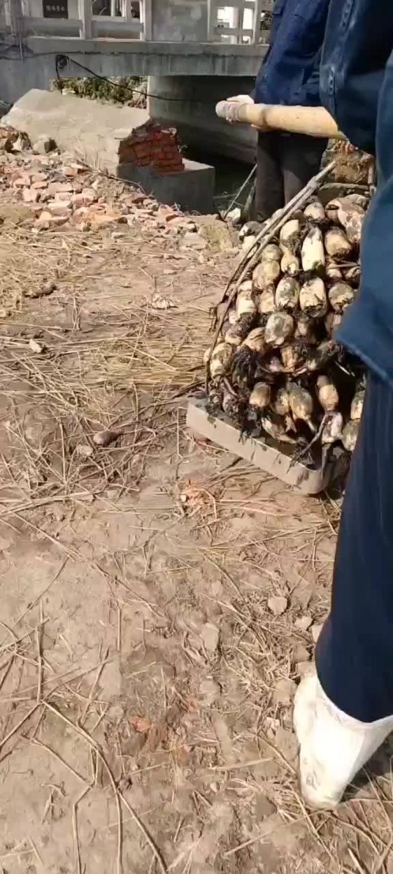 新鲜大地红莲藕盐城建湖上货中，莲藕皮色白嫩个头大藕节圆润