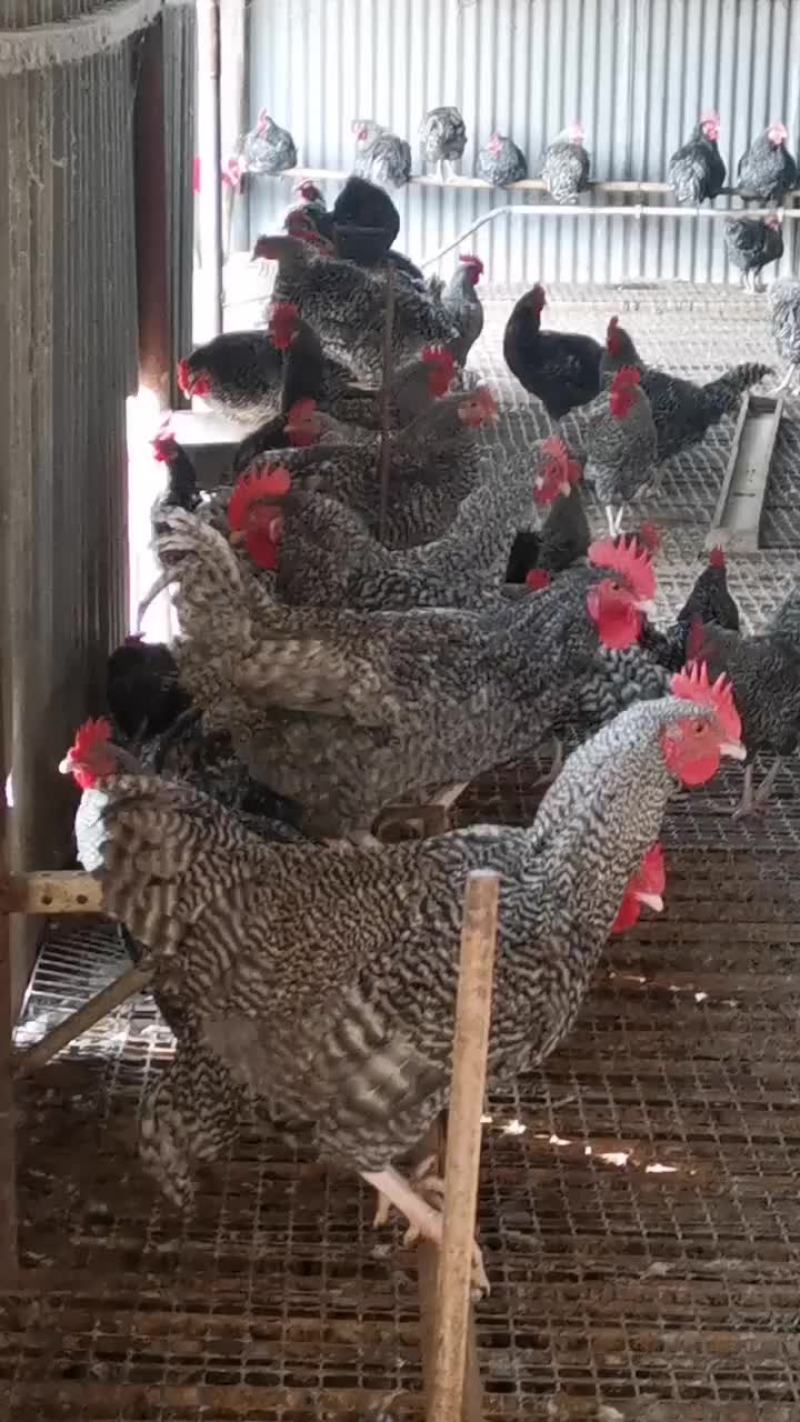 芦花鸡青年芦花鸡成年芦花鸡全国都可以发货