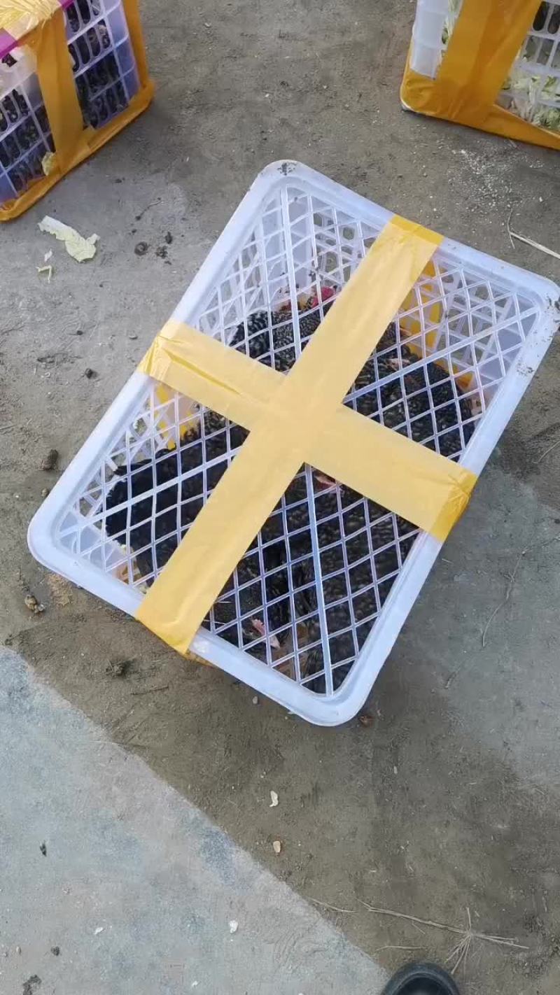 芦花鸡青年芦花鸡成年芦花鸡全国都可以发货