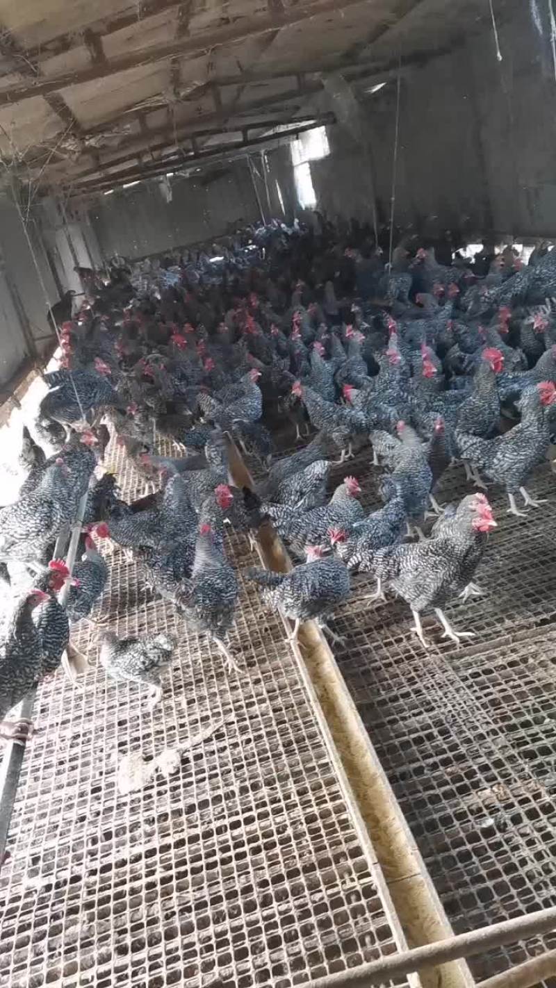 芦花鸡青年芦花鸡成年芦花鸡全国都可以发货