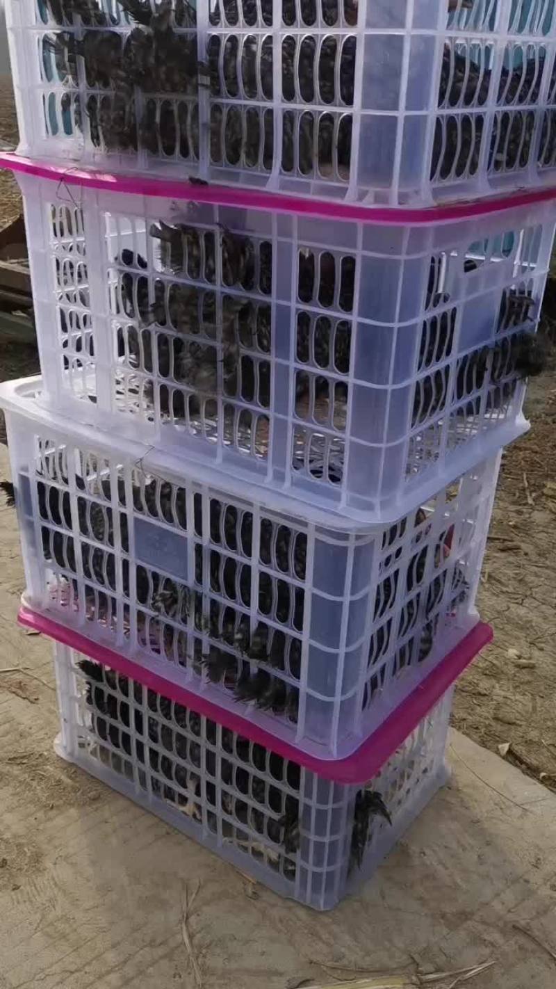 芦花鸡青年芦花鸡成年芦花鸡全国都可以发货