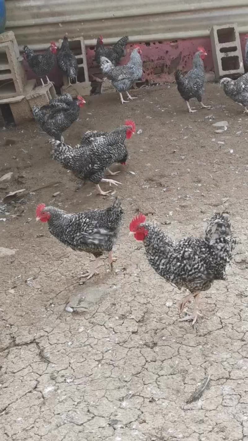 芦花鸡青年芦花鸡成年芦花鸡全国都可以发货