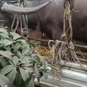 现杀现煮老水牛肉