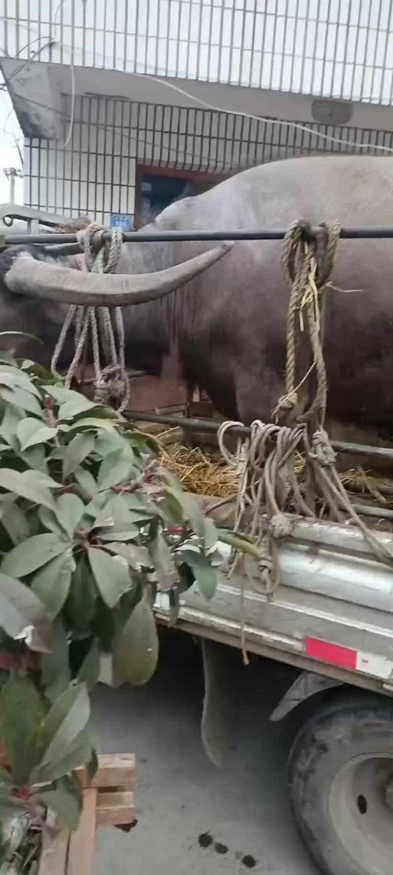现杀现煮老水牛肉