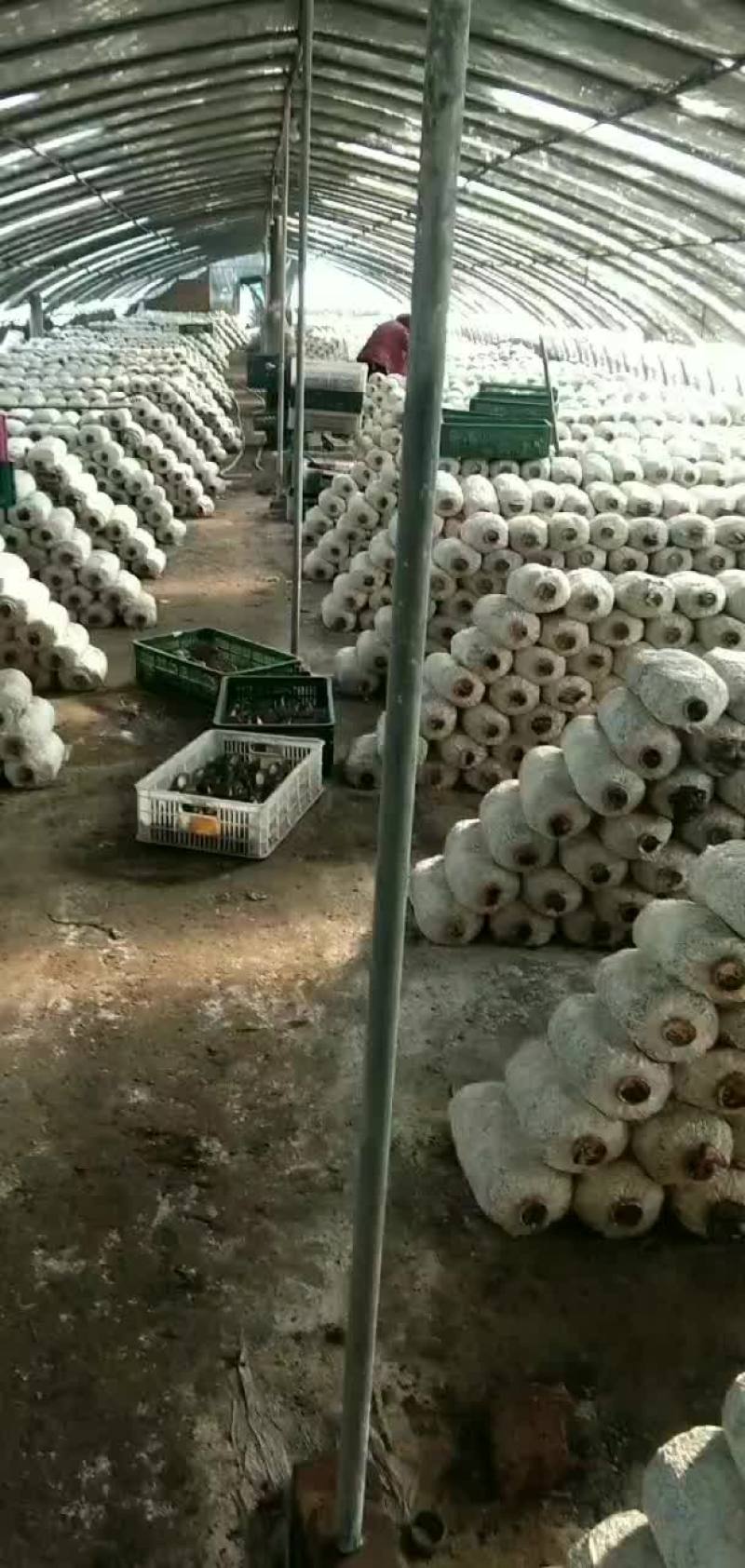兴平市蘑菇产地直销