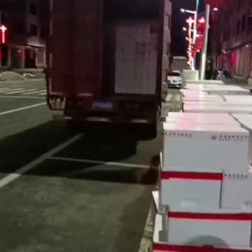 雷竹笋