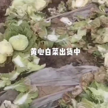 黄心白菜净菜上车，每斤2到3斤左右，需要私聊。