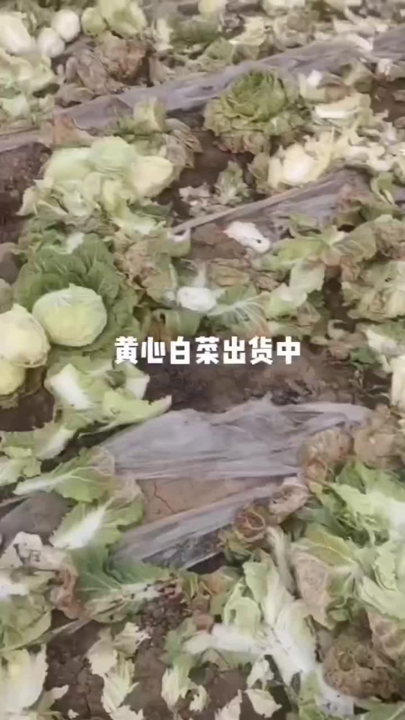 黄心白菜净菜上车，每斤2到3斤左右，需要私聊。