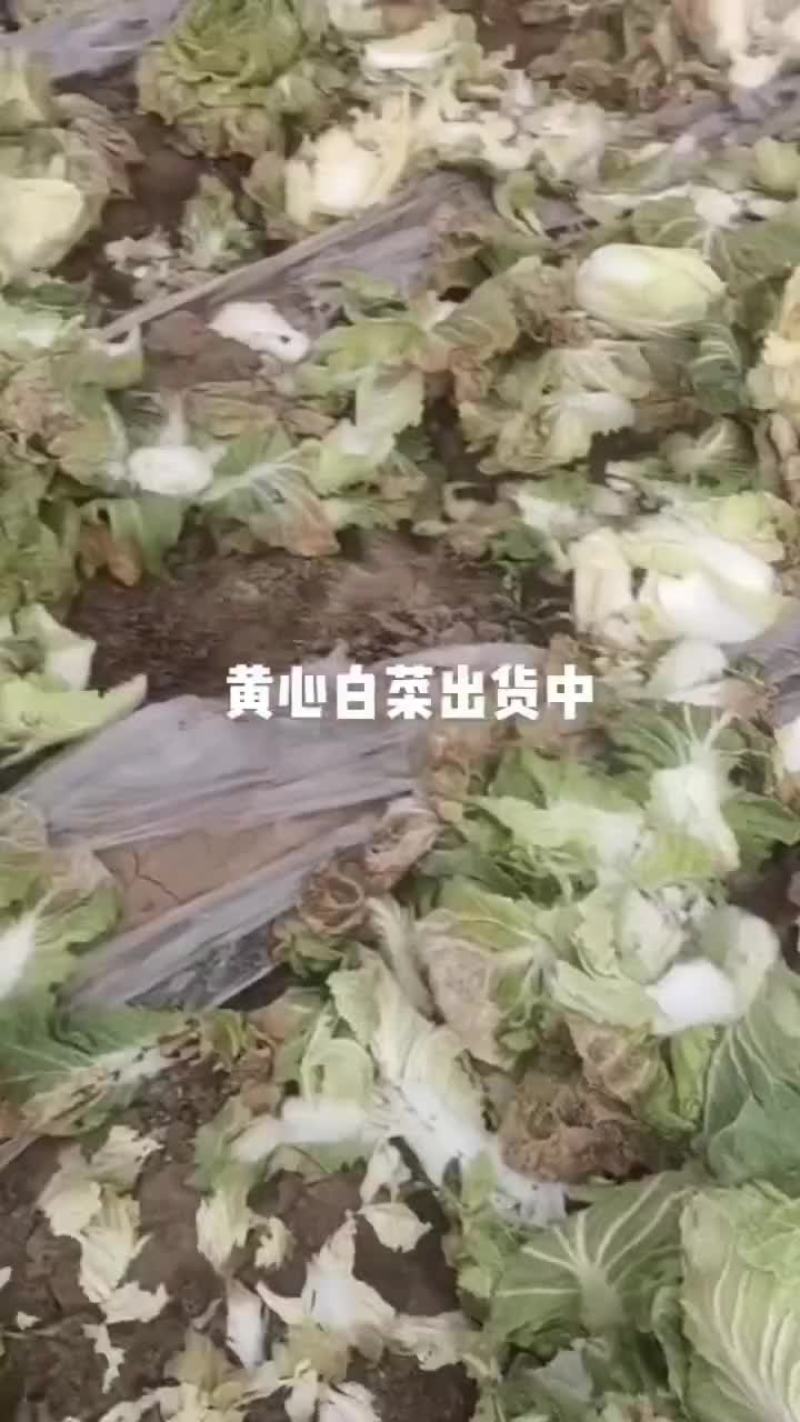 黄心白菜净菜上车，每斤2到3斤左右，需要私聊。