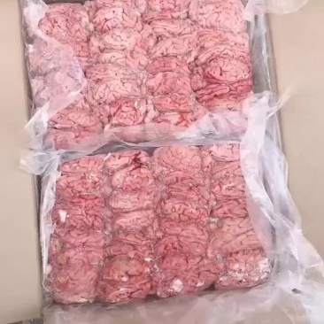 国产肥猪一级脑花带小脑13吨