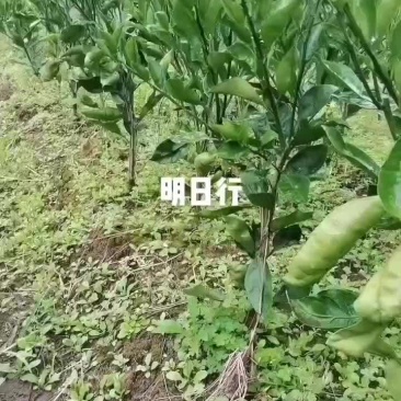 明日行