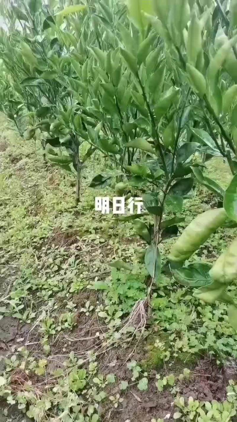 明日行