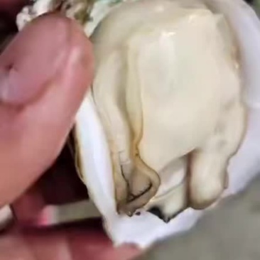 湛江生蚝