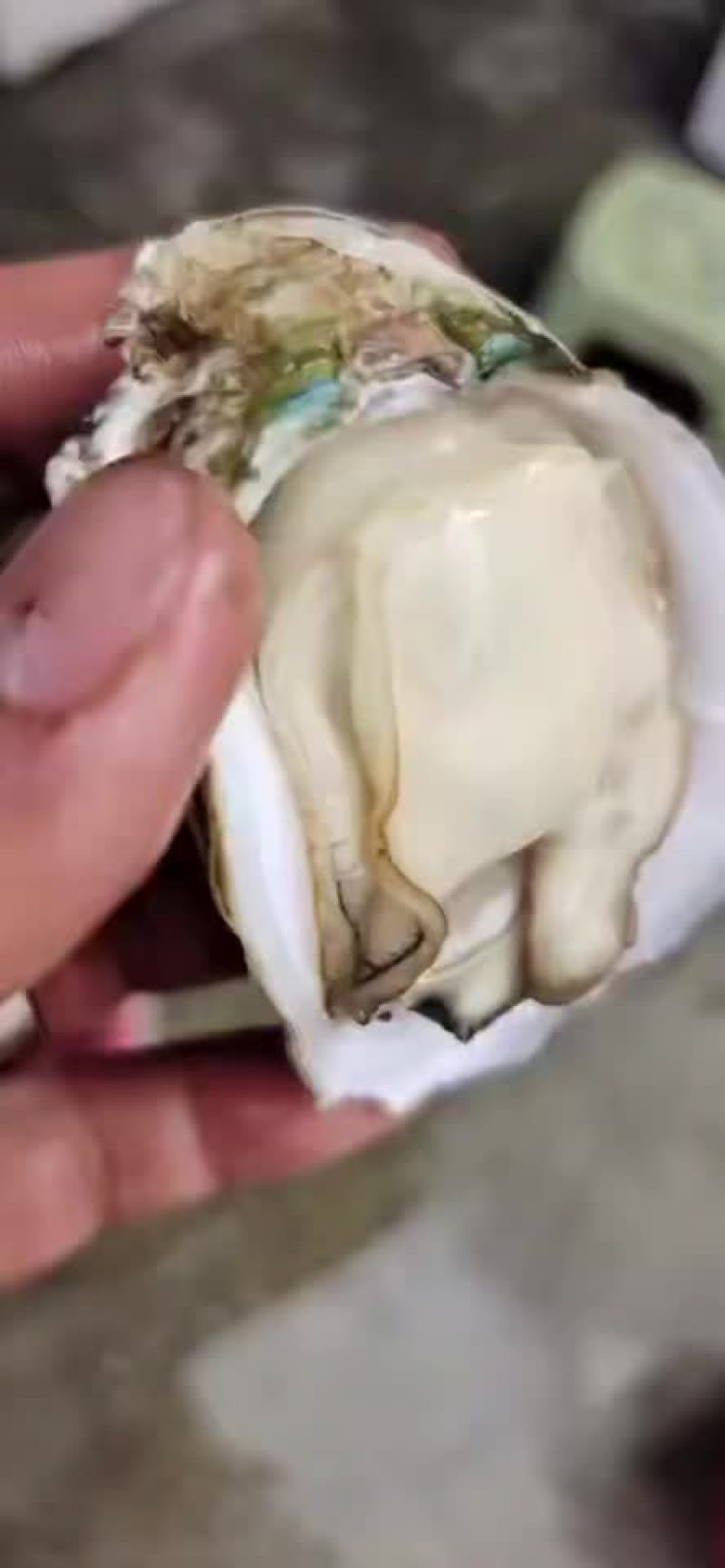 湛江生蚝