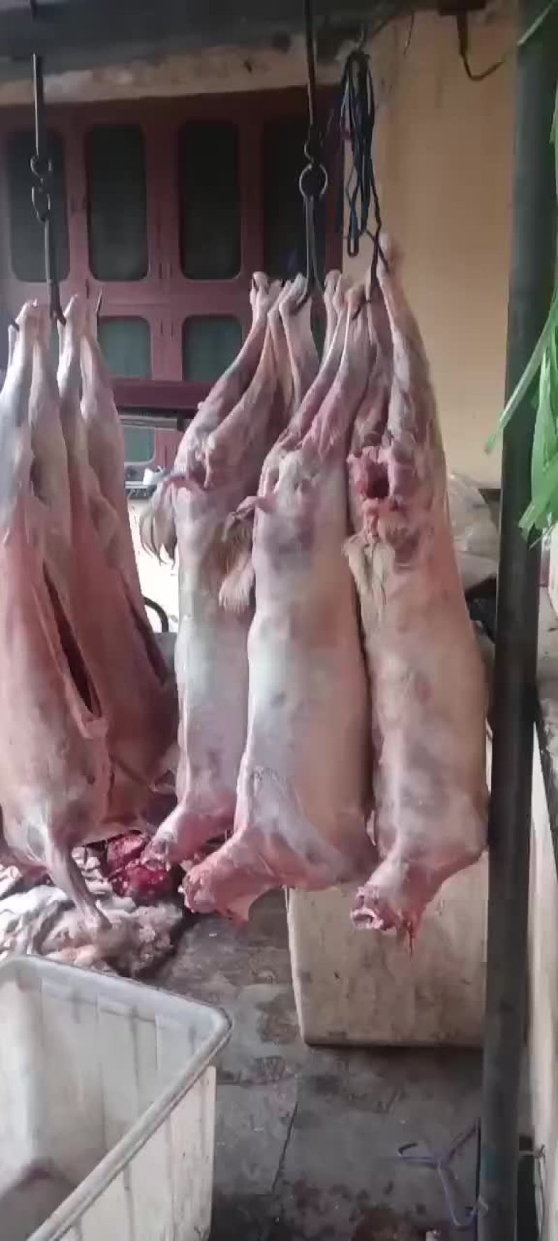 羊腔子