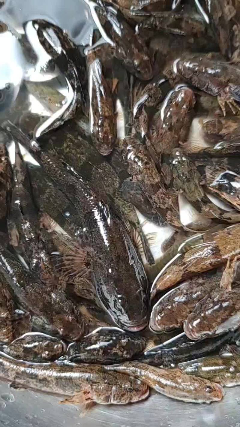 沙塘鳢土布鱼呆子鱼虎头鲨长期供应