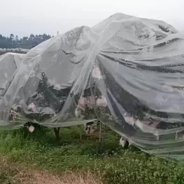 杷杷柑