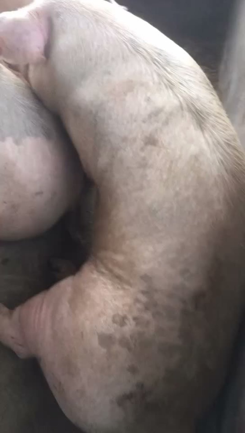三元猪