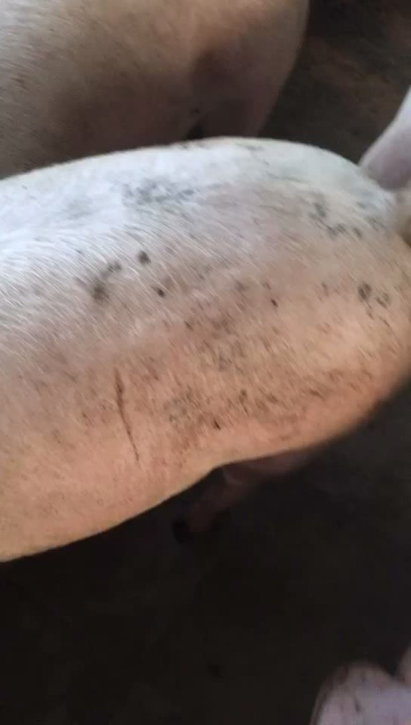三元猪