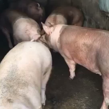 三元猪