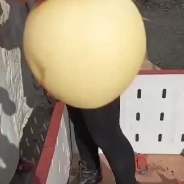 精品黄冠梨色香味俱全
