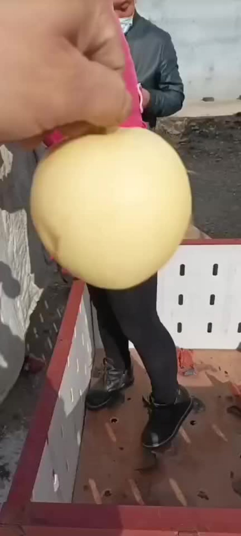 精品黄冠梨色香味俱全
