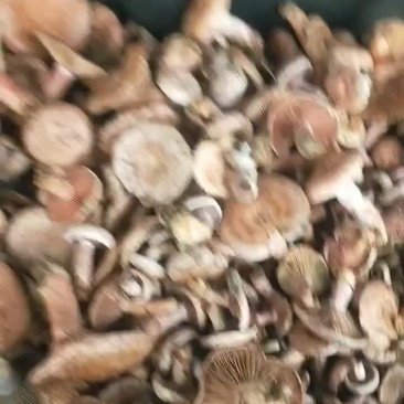 枞树菌，笋子
