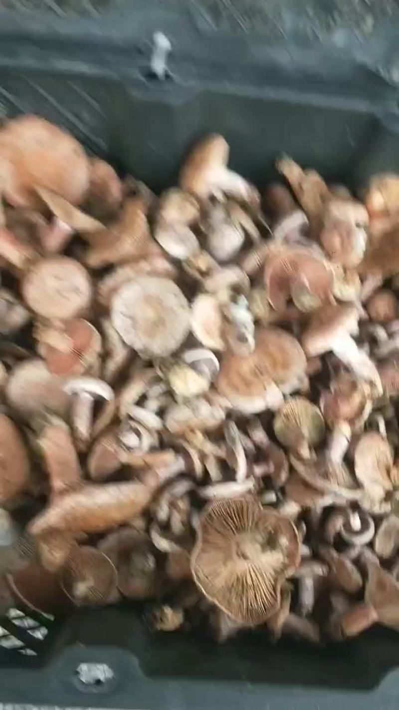 枞树菌，笋子