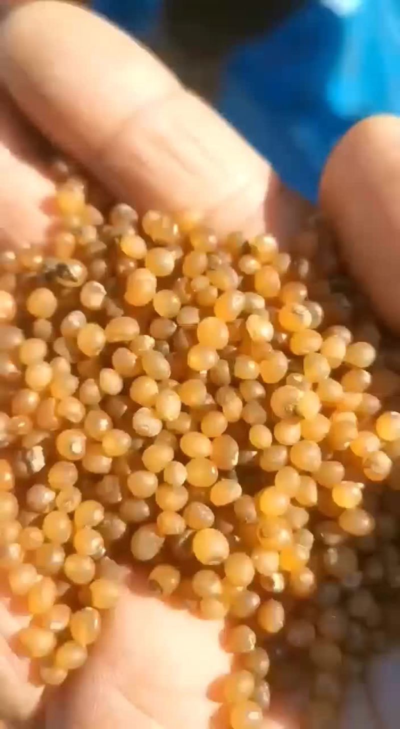 黄精种子精品