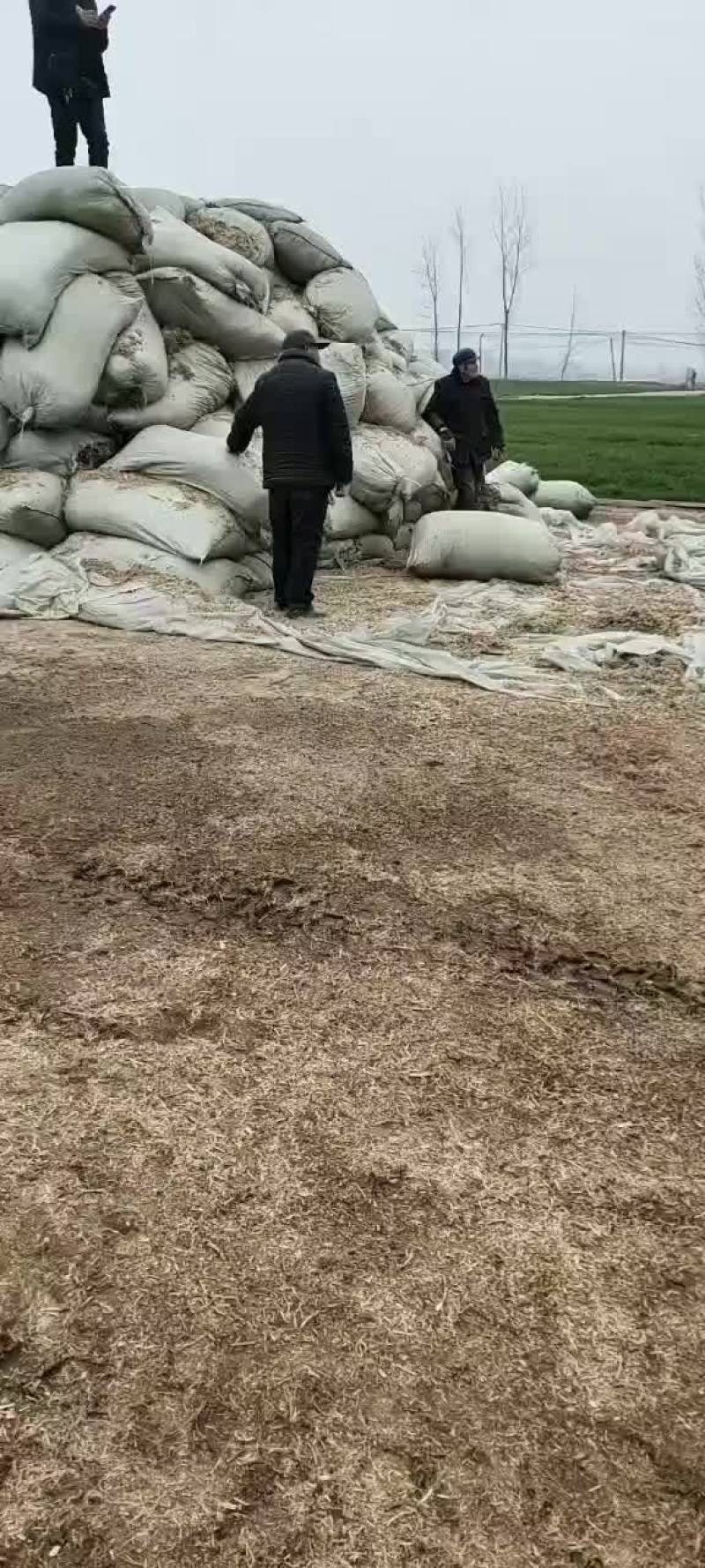 花生秧草料